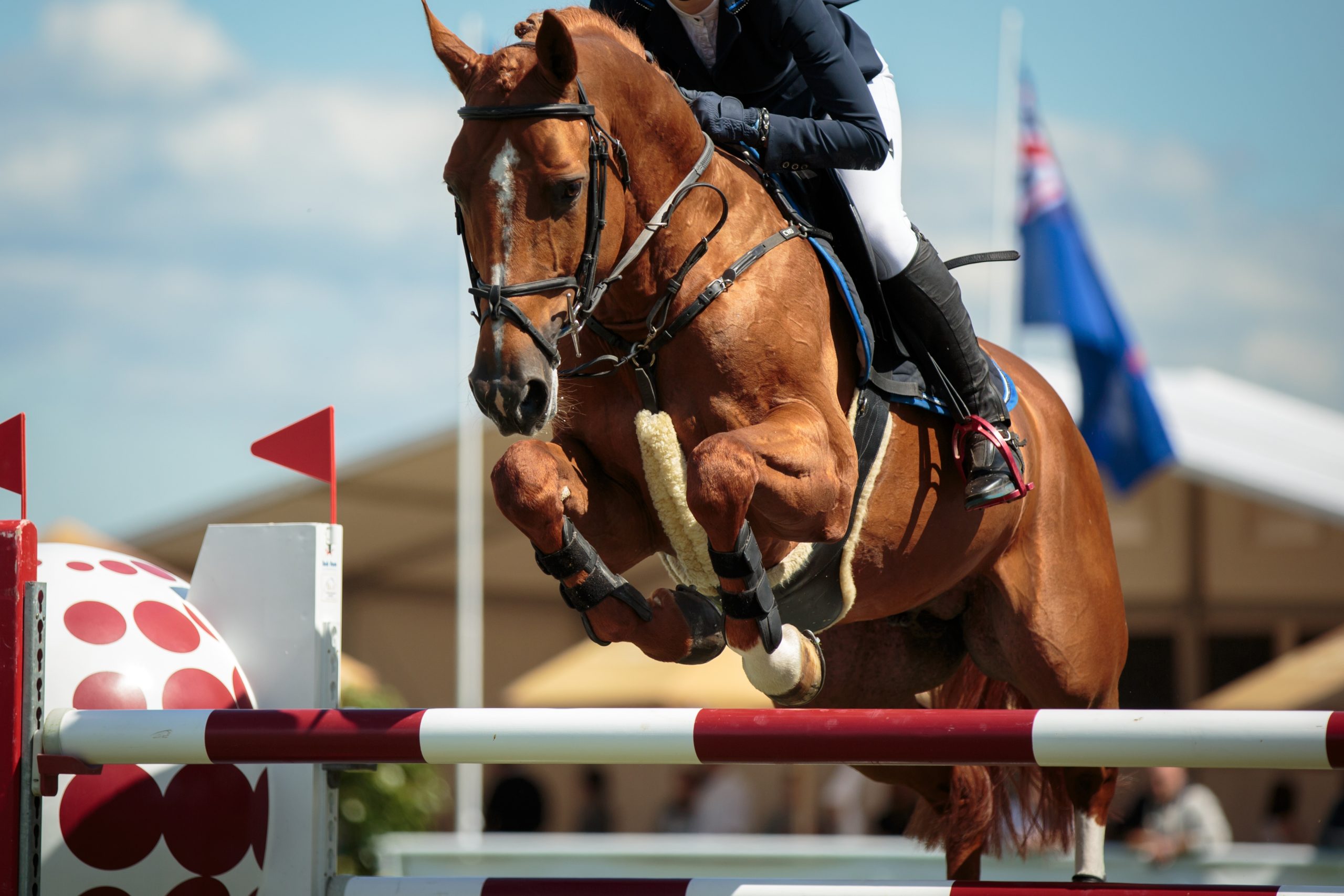 Horse Jumping, Equestrian Sports, Show Jumping themed photo.